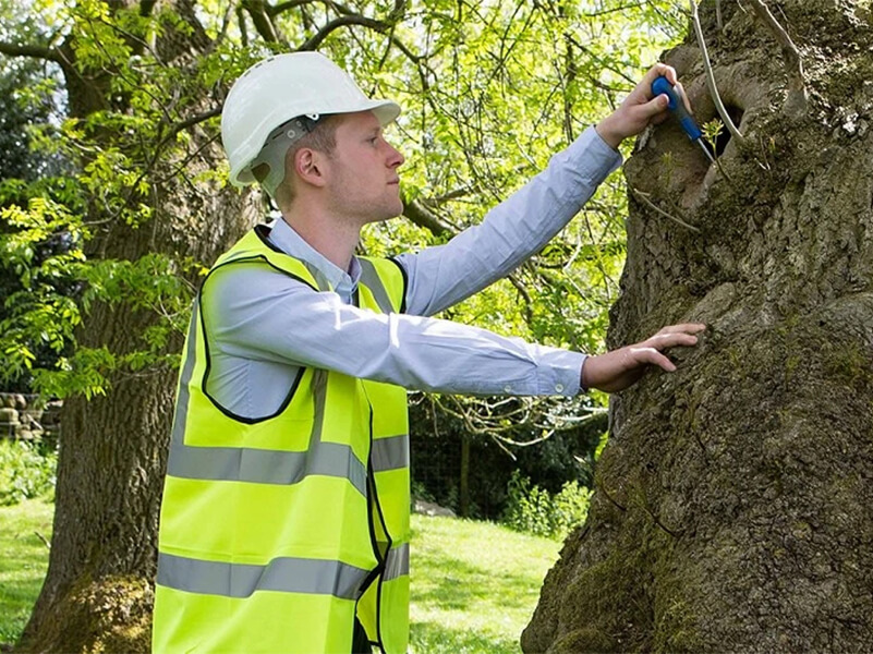 hazardous tree inspection spokane