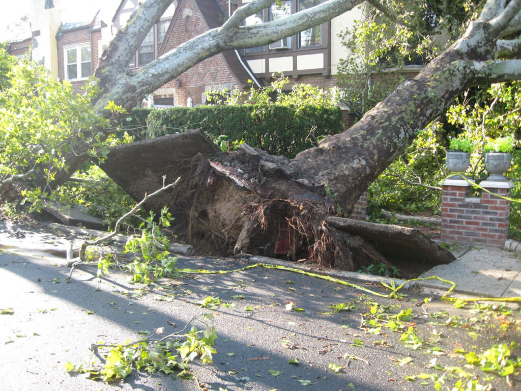 emergency tree removal spokane