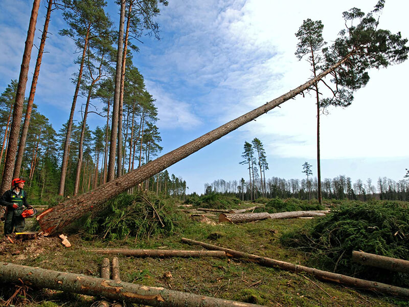 logging services spokane