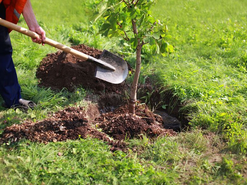 tree planting spokane