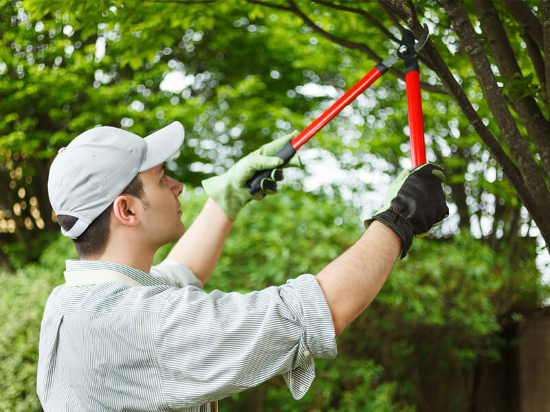 spokane tree service