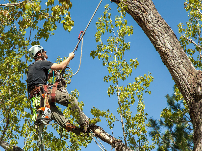 tree trimming spokane