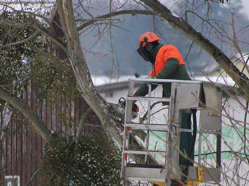 tree removal spokane