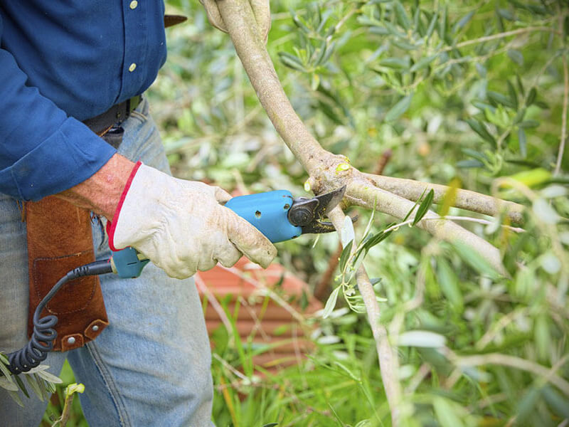 tree pruning spokane